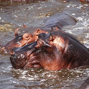 Hippo