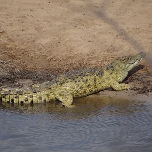 Croc