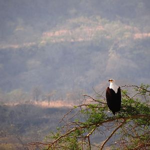 Fishing Eagle