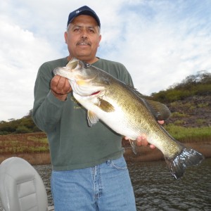 Bass of Sinaloa in Western Mexico