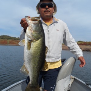 Bass of Sinaloa in Western Mexico