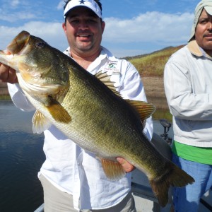 Bass of Sinaloa in Western Mexico