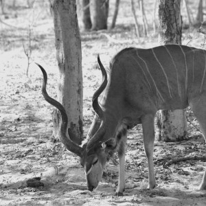 Kudu