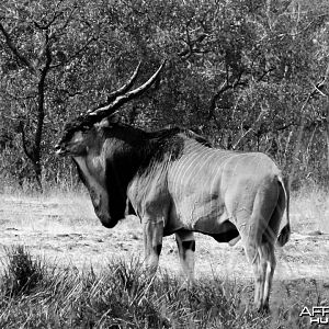 Lord Derby Eland