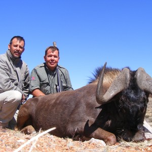 Black Wildebeest hunted with Wintershoek Johnny Vivier Safaris