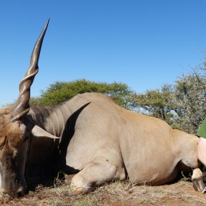 Eland hunted with Wintershoek Johnny Vivier Safaris