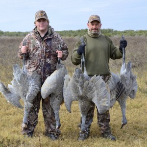 Sandhill Cranes 2012