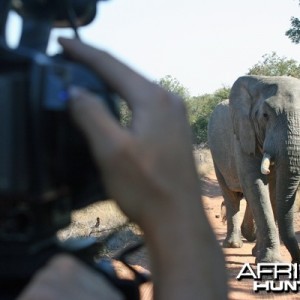 Botswana Elephant