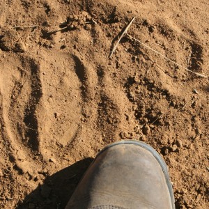 Eland Track