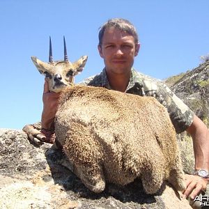 Klipspringer