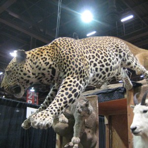 Taxidermy at Safari Club International Convention