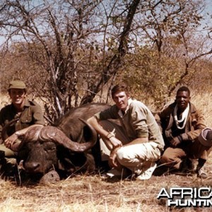 Buffalo hunted in Zimbabwe Matetsi