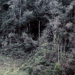 Elephant trail into forest Ethiopia