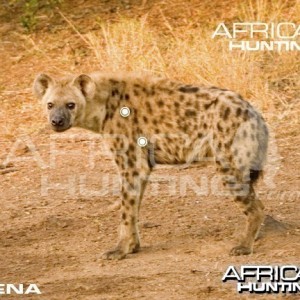 Hunting Hyena Shot Placement