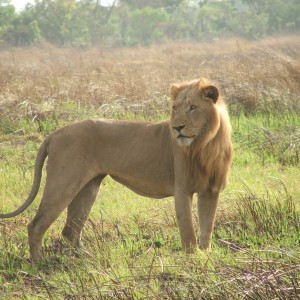 Lion in the heart of Africa