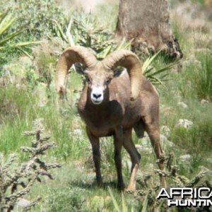 Hunting Desert Bighorn Sheep in Texas