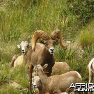 Hunting Desert Bighorn Sheep in Texas