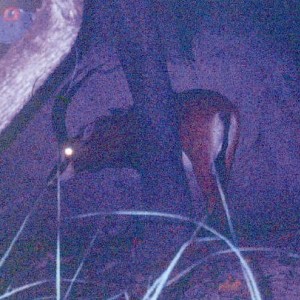 Giant or Royal Sable in Angola