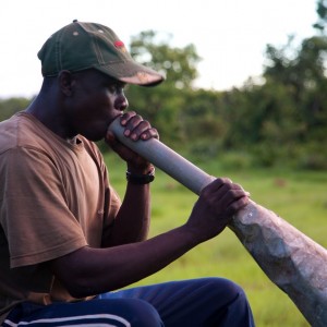 Calling Lion in Central Africa