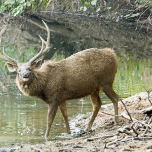 Sambar Deer (Cervus unicolor)