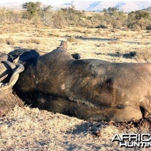 Two Cape Buffalo Die Fighting