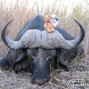 Hunting Cape Buffalo in Tanzania