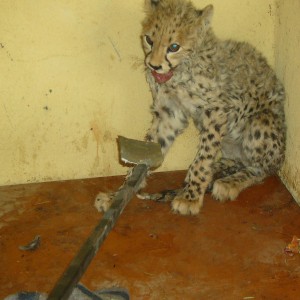 Rescued Baby Cheetah