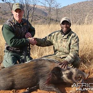 Bushpig South Africa