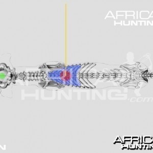 Bowhunting Lion Top View Shot Placement