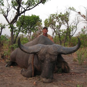 Northwestern Buffalo - Chasse en Centre Afrique