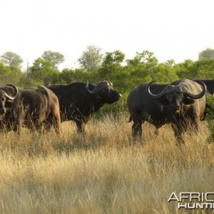 Cape Buffalo in South Africa