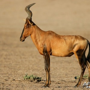 Hartebeest