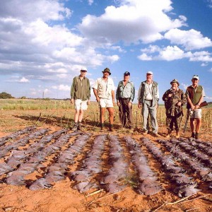 Dove & Pigeon Shooting