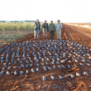 Dove & Pigeon Shooting