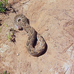 Puffadder in Namibia