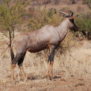 Tsessebe in South Africa