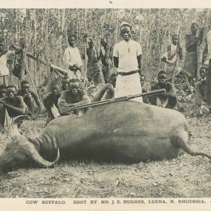 Hunting Buffalo