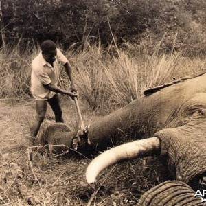 Hunting Elephant 1909