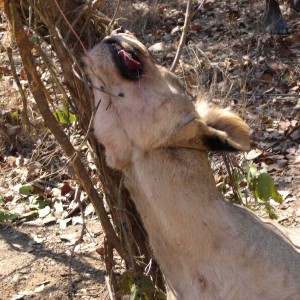 Lioness in snare