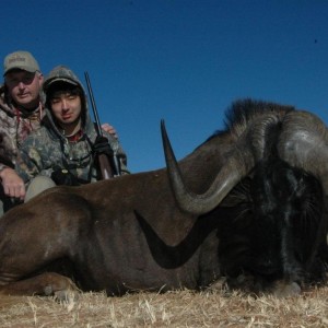 Black Wildebeest