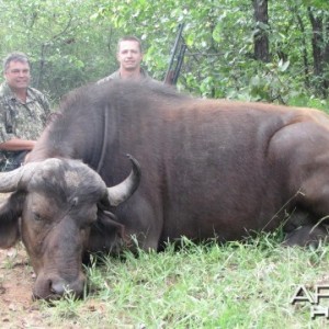 Buffalo cow