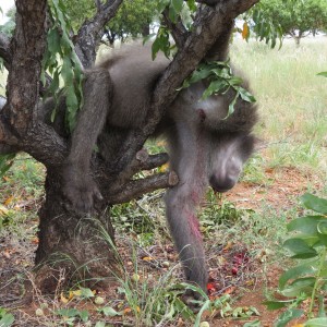 Chacma Baboon Namibia