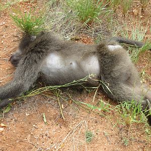 Chacma Baboon Namibia