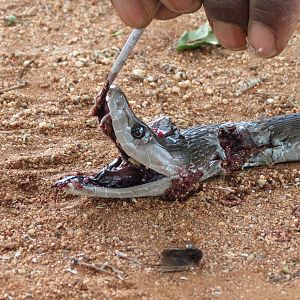 Black Mamba Namibia