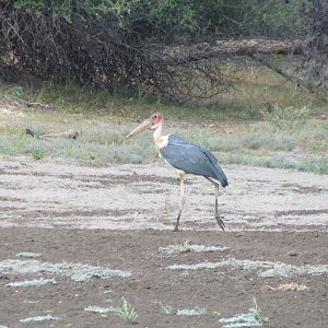 Marabou Namibia