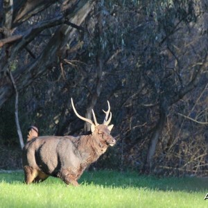 Sambar Stag