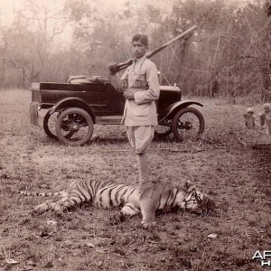 Hunting Tiger