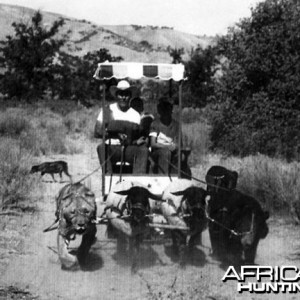 Lion, Bear and Sheep pulling wagon