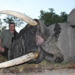 Caprivi Elephant Bull