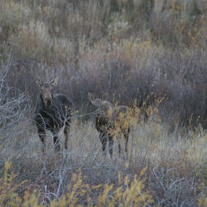 Prairie Moose